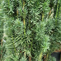 Tis oby?ajný - Taxus baccata 'Fastigiata Robusta' - 20/30cm