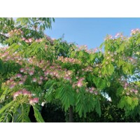 Albízia - Albizia julibrissin Ombrella Co20L 200-230cm