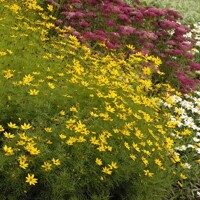 Coreopsis verticillata 'Zagreb'  P13