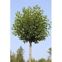 Višňa krovitá - Prunus fruticosa 'Globosa'  Co20L  8/10 KM220