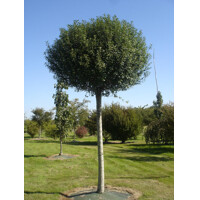 Višňa krovitá - Prunus fruticosa 'Globosa'  Co20L  8/10 KM220