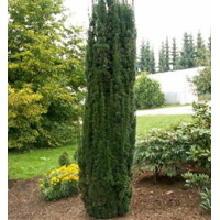 Tis obyčajný - Taxus baccata ´Fastigiata Robusta´ 100/120