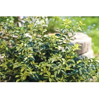 Bršlen japonský  - Euonymus fortunei 'Blondy'   Co2,5L  20/30