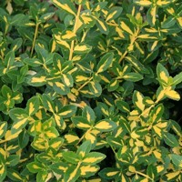 Bršlen japonský  - Euonymus fortunei 'Blondy'   Co2,5L  20/30