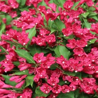 Vajgela kvetnatá - Weigela florida 'All Summer Red' Co2,5L  20/30