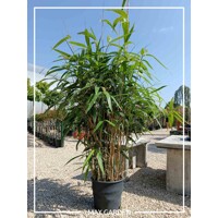 Bambus - Bambusa pseudosasa japonica -  80/100cm