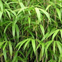 Bambus - Bambusa pseudosasa japonica -  80/100cm