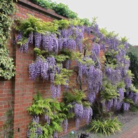 Vistéria vznešená  - Wisteria Floribunda ´ Yokohama Fuji ´  Co55L  250x150 ARCO (Oblúk)