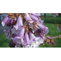 Paulownia tomentosa Co12L 200/250  