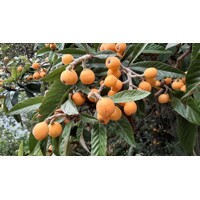 Eriobotrya japonica - Mišpuľa japonská Co18L 60/80