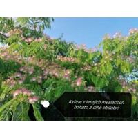 Albízia - Albizia julibrissin Co20L  - vysokokmeň 5/6