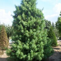 Pinus strobus ´Wallichiana´ - Borovica Himalajská - 240/260cm