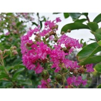 Myrta krepová tmavo ružová - Lagerstroemia indica ´ Violacea´ -na 80cm kmeni (neštepený strom?ek)