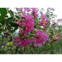Myrta krepová tmavo ružová - Lagerstroemia indica ´ Violacea´ -na 80cm kmeni (neštepený strom?ek)