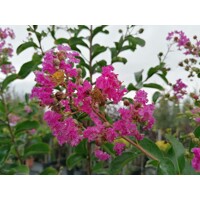 Myrta krepová tmavo ružová - Lagerstroemia indica ´ Violacea´ -na 80cm kmeni (neštepený strom?ek)