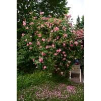 Ruža popínavá -ružová - Rosa ´Camelot Tantau´- 200/220cm