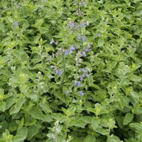 Nepeta faassenii 'Six Hills Giant Gold´