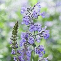 Nepeta faassenii 'Six Hills Giant Gold´