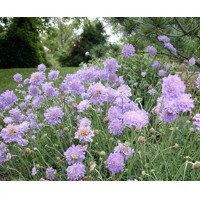 Scabiosa columbaria ´Butterfly blue´ Co15