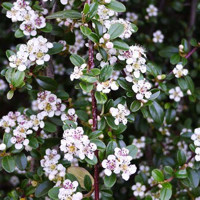 Cotoneaster procumbens ''Queen of Carpet'' Co13