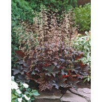 Heuchera micrantha ’Palace Purple’ Co13