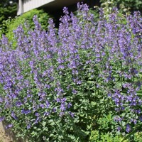 Nepeta faassenii