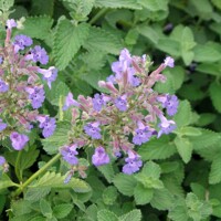Nepeta faassenii