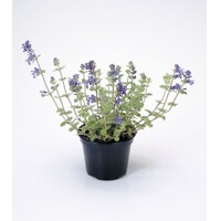 Nepeta faassenii