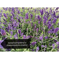 Levandu?a úzkolistá  -  Lavandula angustifolia 'Hidcote Blue'