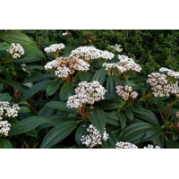 Kalina Dávidova - Viburnum davidii  Co2L 30/35