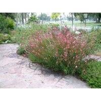 Gaura lindheimeri ´Rose´ P13