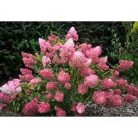 Hortenzia metlinatá - Hydrangea paniculata 'Sundae Fraise' - 40/60cm