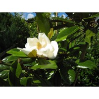 Magnólia veľkokvetá - Magnolia grandiflora 'Gallisoniensis Praecox' Co18L  100/125