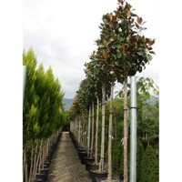Magnólia ve?kokvetá - Magnolia grandiflora 'Gallisoniensis' - na 200/220cm kmeni