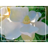 Magnólia ve?kokvetá - Magnolia grandiflora 'Gallisoniensis' - na 200/220cm kmeni
