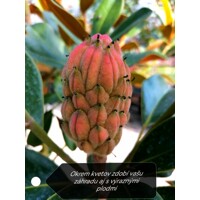 Magnólia ve?kokvetá - Magnolia grandiflora 'Gallisoniensis' - na 200/220cm kmeni