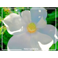 Magnólia ve?kokvetá - Magnolia grandiflora 'Gallisoniensis' - na 200/220cm kmeni