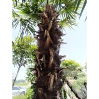 Palma konoponá - Chamaerops Excelsa - Trachycarpus fortunei 120/140