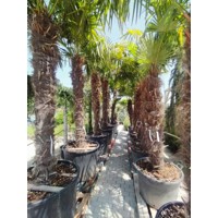 Palma konoponá - Chamaerops Excelsa - Trachycarpus fortunei 120/140