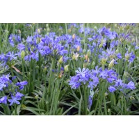 Agapanthus ´Charlotte´