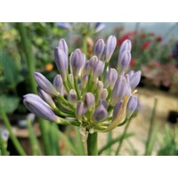 Agapanthus ´Charlotte´