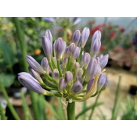 Agapanthus ´Charlotte´ Co2L