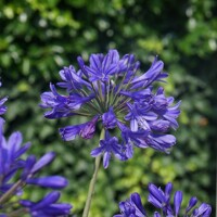 Agapanthus ´Charlotte´