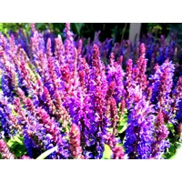Salvia nemorosa ´Deep blue´