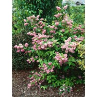 Trojpuk hybridný - Deutzia hybrida ´Pink Pom Pom´