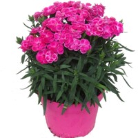 Dianthus caryophyllus ´Peman´