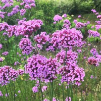 Železník argentínsky - Verbena bonariensis P15