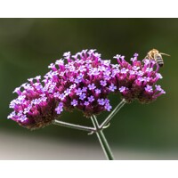 Železník argentínsky - Verbena bonariensis P15