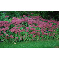 Sedum spectabile ´Brillant´