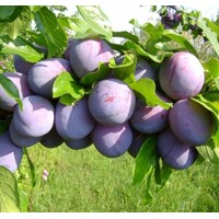 Ringlota - Prunus domestica ´Althann´ Co12L   150/200